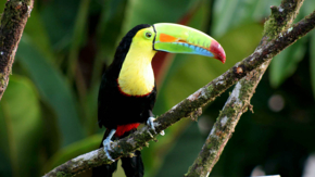 Costa Rica Keel Billed Toucan
